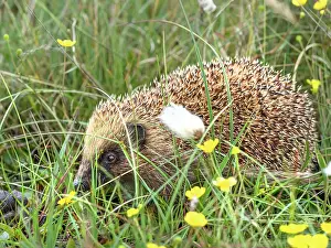 Hedgehog Prints: Hedgehog (Erinaceus europaeus) portrait, Unst, Shetland Islands, Scotland, UK. July