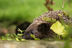 Expressions Prints: Hedgehog (Erinaceus europaeus) released adult foraging in garden, Sheffield, England, UK