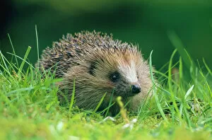 Hedgehog (Erinaceus europaeus) Scotland