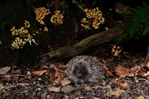 Spike Prints: Hedgehog (Erinaceus europaeus) sitting among leaf litter in woodland