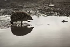 Hedgehog (Erinaceus europaeus) walking through puddle. Sado Estuary, Portugal. March