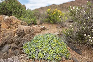Euphorbia Prints: Hedgehog milkbush (Euphorbia loricata) flowering in desert