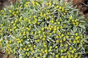 Euphorbia Prints: Hedgehog milkbush (Euphorbia loricata) flowering in desert