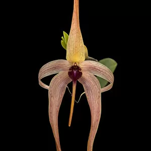 Orchid Gallery: Hedgehog-shaped lip bulbophyllum (Bulbophyllum echinolabium), Cultivated in glasshouse