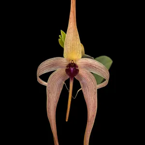 Hedgehog-shaped lip bulbophyllum (Bulbophyllum echinolabium), Cultivated in glasshouse