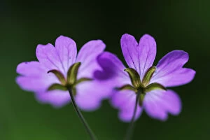 Images Dated 27th May 2009: Two Hedgerow cranesbills (Geranium pyrenaicum) flowers, Larochette, Mullerthal, Luxembourg