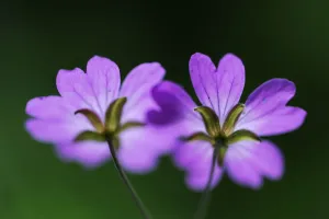 Two Hedgerow cranesbills (Geranium pyrenaicum) flowers, Larochette, Mullerthal, Luxembourg