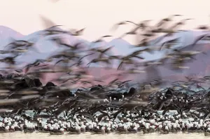 Falco Peregrinus Collection: Heermann's gull (Larus heermanni) breeding colony in flight and restless due to presence of pair