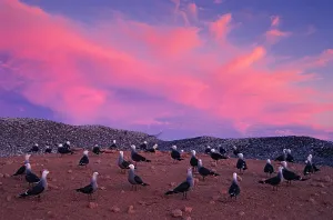Protector Prints: Heermann's gulls (Larus heermanni) choosing and protecting nesting site