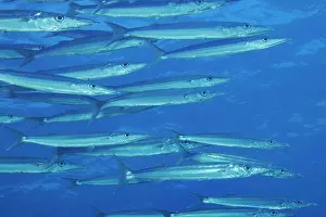 School Prints: Heller's barracuda (Sphyraena helleri) shoal, Hawaii, Pacific Ocean