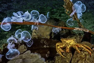 Images Dated 17th April 2020: Helmet crab (Telmessus cheiragonus) and Hooded nudibranchs (Melibe leonina), Nigei Island