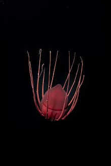 Coelentrerata Collection: Helmet jellyfish (Periphylla periphylla) drifting in the deep sea, Trondheimsfjord, Norway
