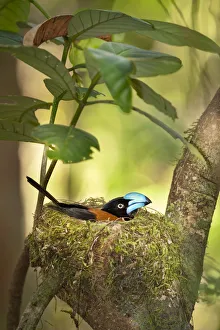 Bright Colour Prints: Helmet Vanga (Euryceros prevostii) on nest incubating eggs