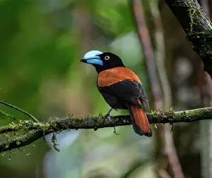 Republic Of Madagascar Prints: Helmet vanga (Euryceros prevostii) perched on branch, Masoala National Park, Madagascar