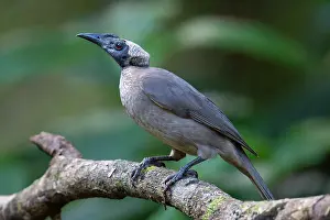 Meliphagidae Prints: Helmeted friarbird (Philemon buceroides) perched on branch