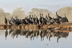 Game Bird Prints: Helmeted guineafowl (Numida meleagris) flock drinking at waterhole, Shompole, Kenya