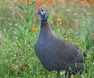 Spotted Prints: Helmeted guineafowl (Numida meleagris) male