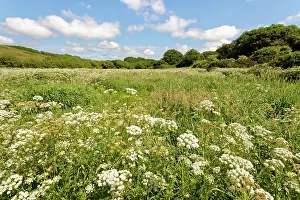 Umbelliferae Prints: Hemlock water-dropwort (Oenanthe crocata) dense stand flowering in marshland bordering Loe Pool