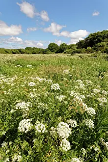 Umbelliferae Prints: Hemlock water-dropwort (Oenanthe crocata) dense stand flowering in marshland bordering Loe Pool