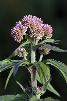 Flowers Prints: Hemp-agrimony (Eupatorium cannabinum) growing in field near the village of Bromeswell