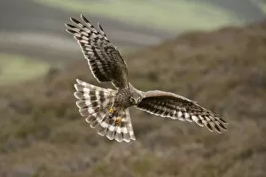 Images Dated 20th June 2011: Hen harrier (Circus cyaneus) adult female in flight, landing at nest with food for chicks