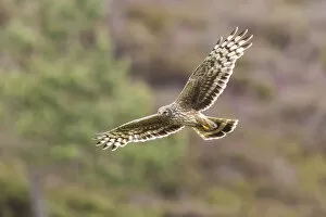 Images Dated 13th July 2016: Hen harrier (Circus cyaneus) adult female in flight over heather moorland, Scotland, UK