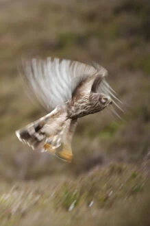 Images Dated 20th June 2011: Hen harrier (Circus cyaneus) adult female in flight, moorland habitat, long exposure