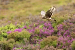 Accipitriformes Prints: Hen Harrier (Circus cyaneus) adult female in flight over heather moorland, Scotland, UK