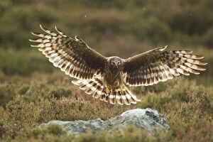 Hen harrier (Circus cyaneus) adult female landing on rock in moorland habitat, Glen Tanar Estate