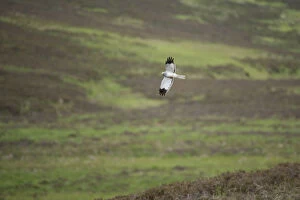Hen harrier (Circus cyaneus) adult male in flight over moorland, Glen Tanar Estate