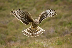 Hen harrier (Circus cyaneus) female hovering over moorland, Glen Tanar Estate, Deeside