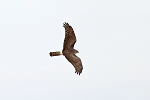 Circus Prints: Hen harrier (Circus cyaneus) in flight, Norfolk, England, UK. February