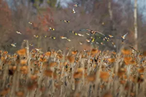 Sunflower Family Prints: Hen harrier (Circus cyaneus) hunting flock of European goldfinch (Carduelis carduelis)