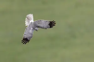 Circus Prints: Hen harrier (Circus cyaneus) male