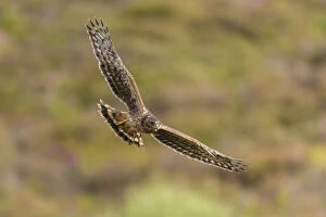 Hen harrier (Circus cyaneus) recently fledged chick in flight, Scotland, UK. July