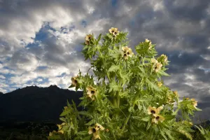 Solanaceae Prints: Henbane (Hyoscyamus niger) in flower, France, Queyras Natural Park, May 2009