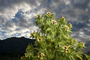 Images Dated 31st May 2009: Henbane (Hyoscyamus niger) in flower, France, Queyras Natural Park, May 2009