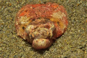Henshaws snake eel (Brachysomophis henshawi) burried in the sand, Sulu sea