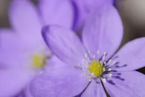 Sweden Prints: Hepatica / Blue anemone (Hepatica nobilis) flowers, Sabysjon, Uppland, Sweden, April 2009