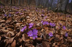 Hepatica {Hepatica nobilis} flowering in beech woods. Germany