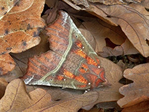 Camouflage Gallery: Herald moth (Scoliopteryx libatrix) camouflaged in leaf litter, Gosford Forest Park, Co