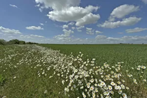 Images Dated 24th May 2011: Herb rich conservation margin around farmland with Ox-eye daisies (Leucanthemum vulgare)