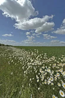 Agriculture Gallery: Herb rich conservation margin around farmland with Ox-eye daisies (Leucanthemum vulgare)
