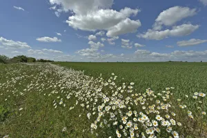 Herb rich conservation margin around farmland with Ox-eye daisies (Leucanthemum vulgare)