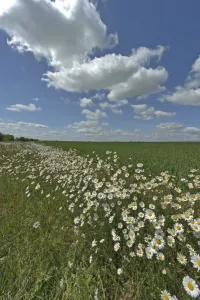 Rspb Prints: Herb rich conservation margin around farmland with Ox-eye daisies (Leucanthemum vulgare)