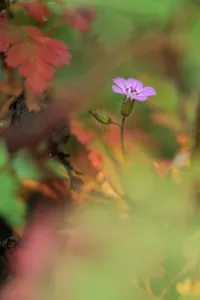 Images Dated 25th May 2009: Herb robert (Geramium robertianum) in flower, Roudenhaff, Mullerthal, Luxembourg