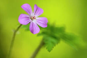 Seed Plant Collection: Herb robert (Geranium robertianum) flower, Coombe Valley, Cornwall, UK, May