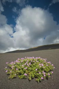 Lava Prints: Herb robert (Geranium robertianum) flowering in lava field, La Geria area, Lanzarote