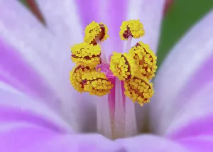 Anthers Gallery: Herb robert (Geranium robertianum) stamen detail, Clare Glen, Tandragee, County Armagh