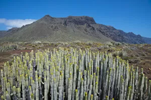 Hercules club / Canary Island Spurge (Euphorbia canariensis) in montane habitat